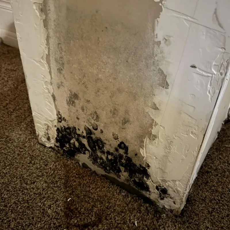 Professional Mold Removal in Royston, GA